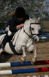 Welsh Mountain (sec A) Edelweis Rex SOLGT billede 21