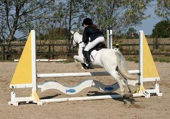 Welsh Mountain (sec A) Edelweis Rex SOLGT billede 22