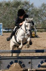 Welsh Mountain (sec A) Edelweis Rex SOLGT billede 23