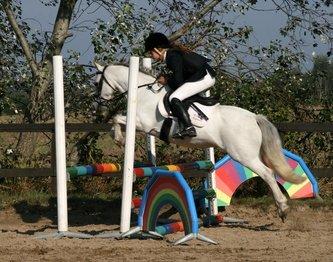 Welsh Mountain (sec A) Edelweis Rex SOLGT billede 1