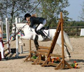 Welsh Mountain (sec A) Edelweis Rex SOLGT billede 24