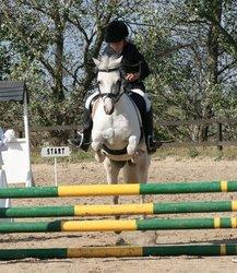 Welsh Mountain (sec A) Edelweis Rex SOLGT billede 25