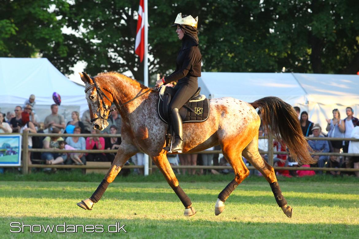 Knabstrupper Hoffgaards Anton - Roskilde Dyrskue '13 billede 13