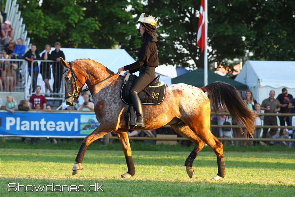 Knabstrupper Hoffgaards Anton - Velkommen til Hoffgaards Anton's profil
Roskilde Dyrskue '13 billede 1