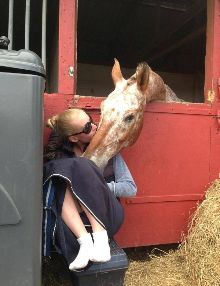 Knabstrupper Hoffgaards Anton - Stemnings billede fra Roskilde Dyrskue, nede ved staldene :) billede 14