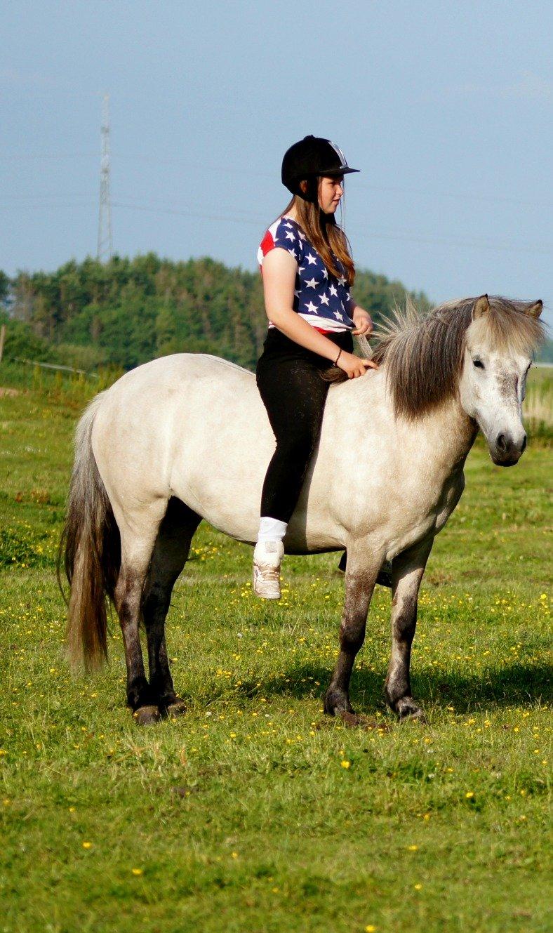 Islænder Disa fra Fruerlund - Min dejlige lille hest :)Sommer 2013. 
Billede: Nanna :) billede 22