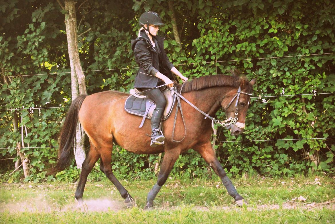 Anden særlig race Dick Tressey - Træning billede 5