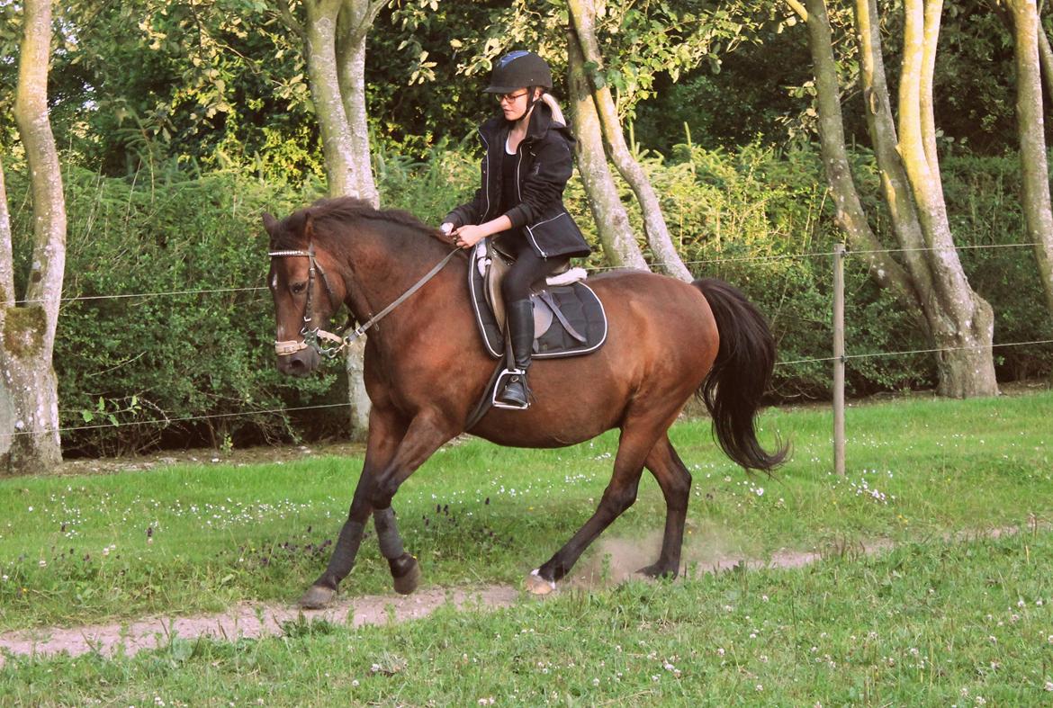 Anden særlig race Dick Tressey billede 7