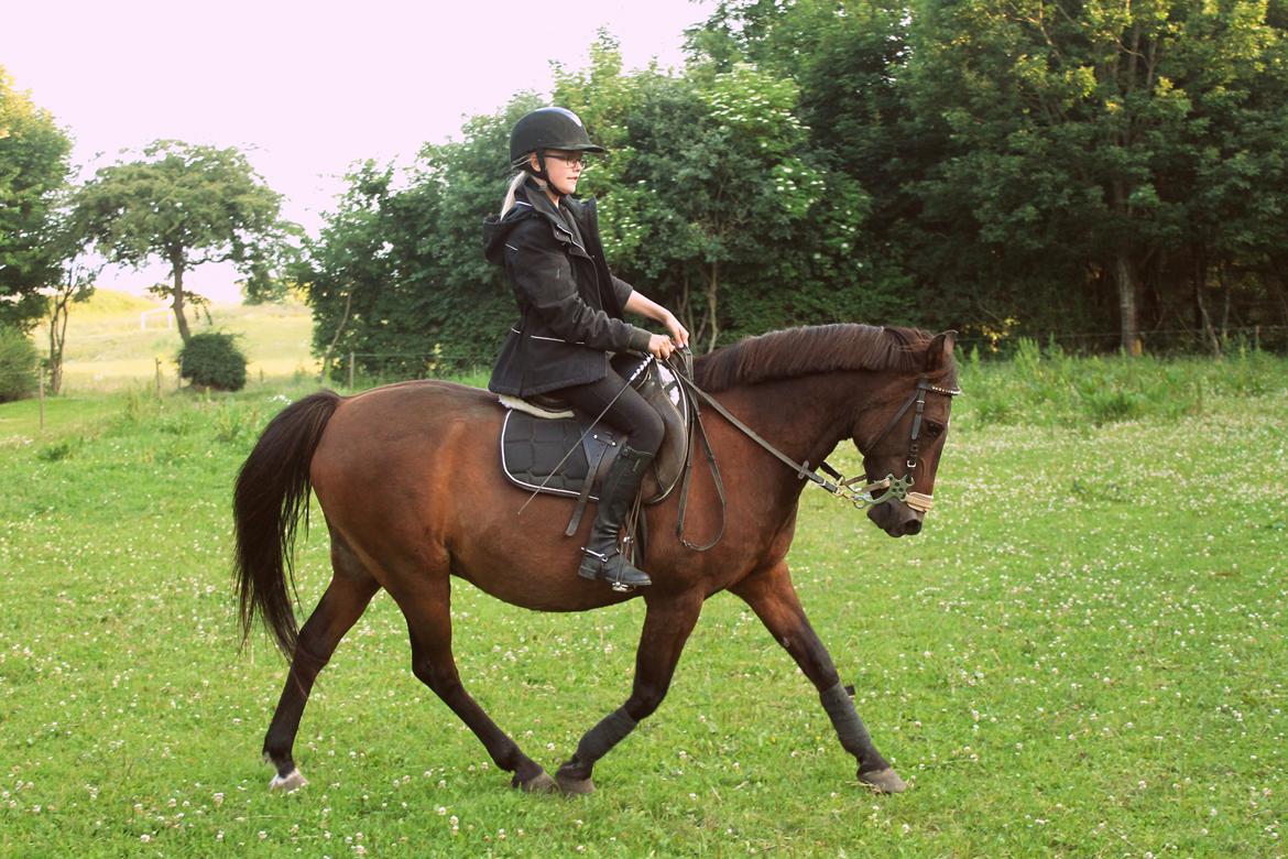 Anden særlig race Dick Tressey billede 2