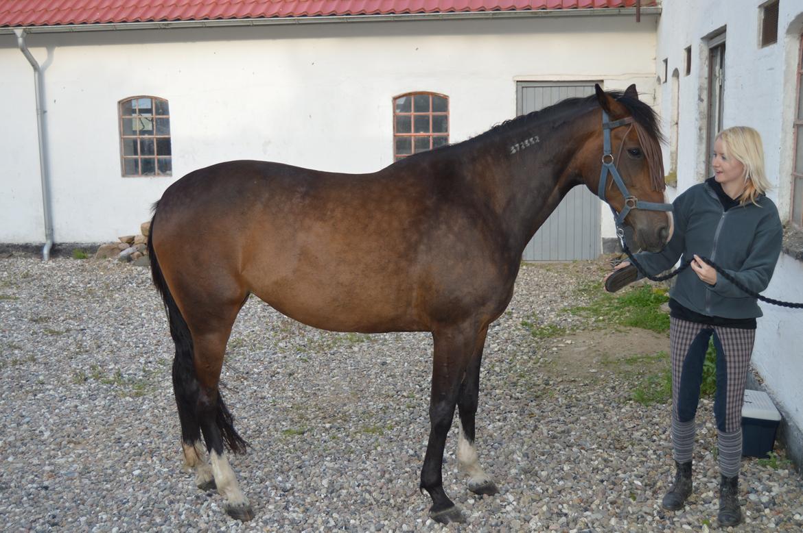 Traver Preppy Lavec billede 1