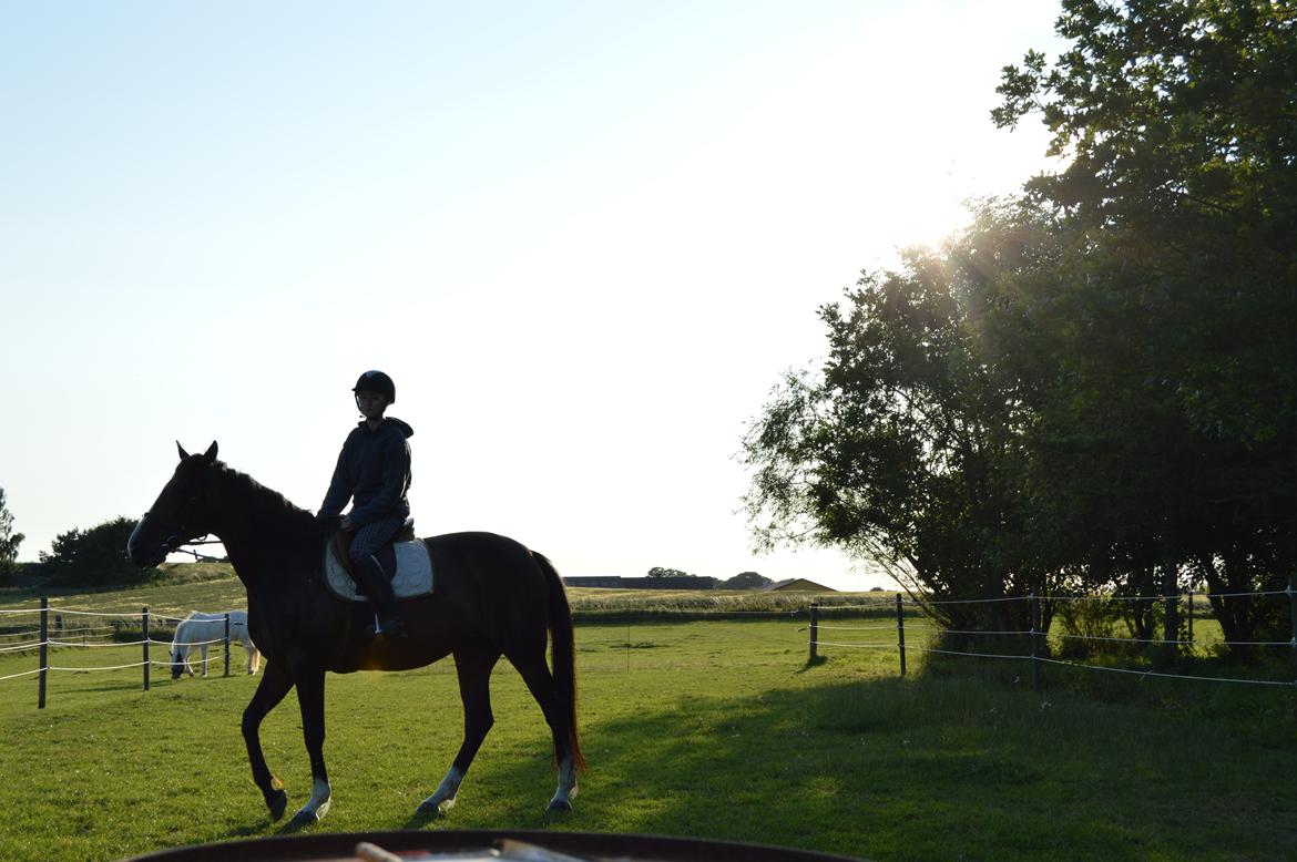 Traver Preppy Lavec billede 2