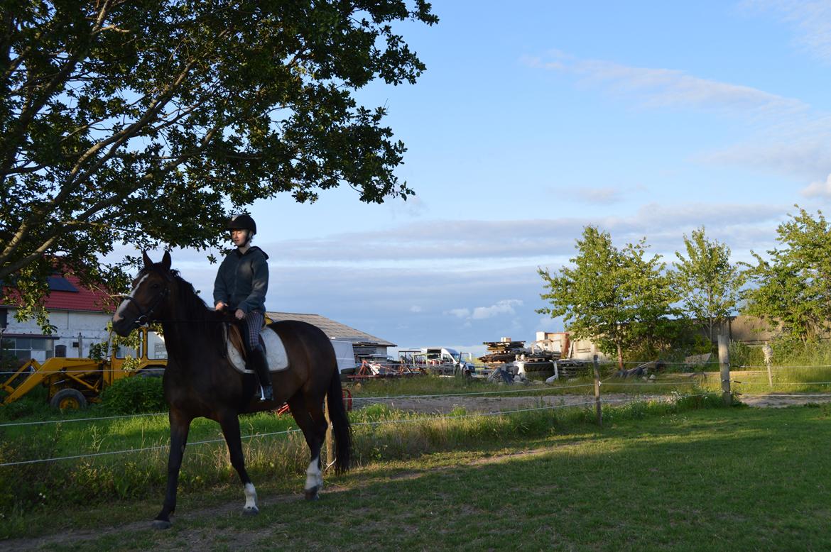 Traver Preppy Lavec billede 3