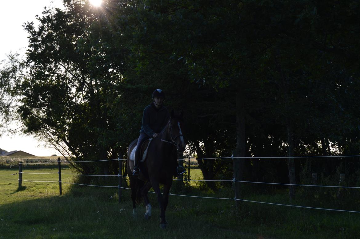 Traver Preppy Lavec billede 4