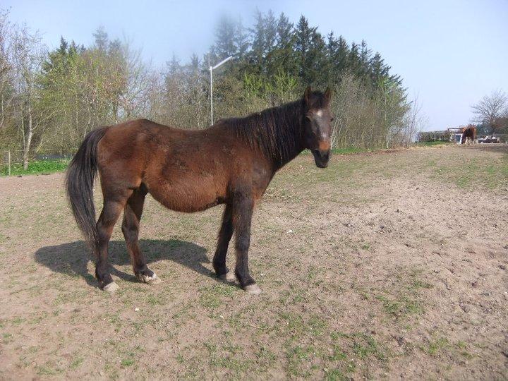Anden særlig race Dick Tressey - Dick før jeg tog hånd om ham. Helt utrolig hvad der er sket! billede 8