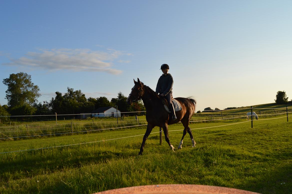 Traver Preppy Lavec billede 5