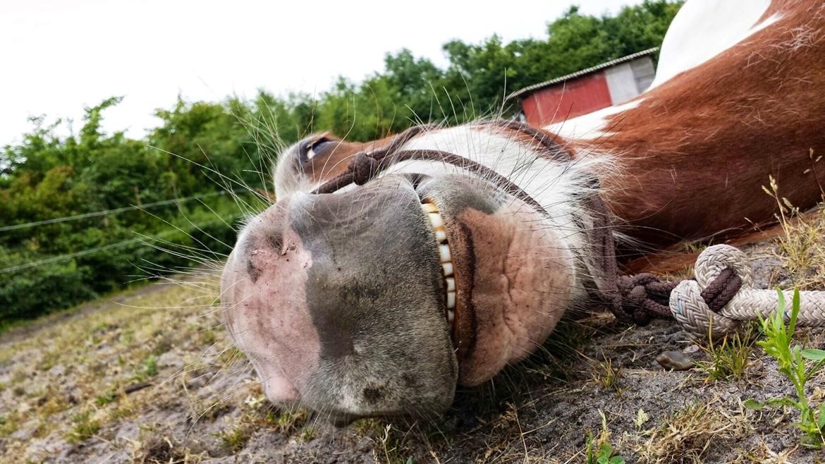 Pinto Tinker blanding Ronja "Ponyen med pletter" - Super charmerende billede af Ronja som lægger på kommando. billede 2