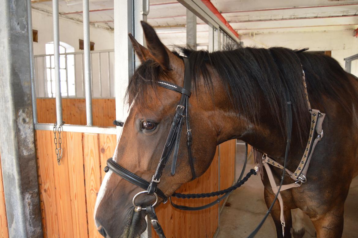 Traver Preppy Lavec billede 7