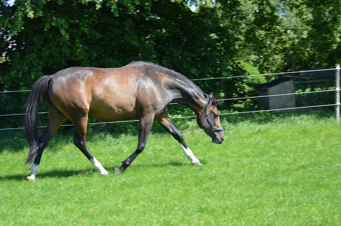 Traver Preppy Lavec billede 8