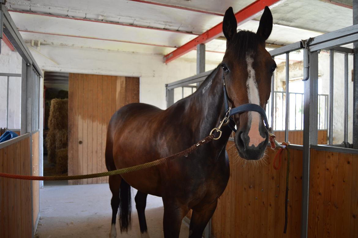 Traver Preppy Lavec billede 9