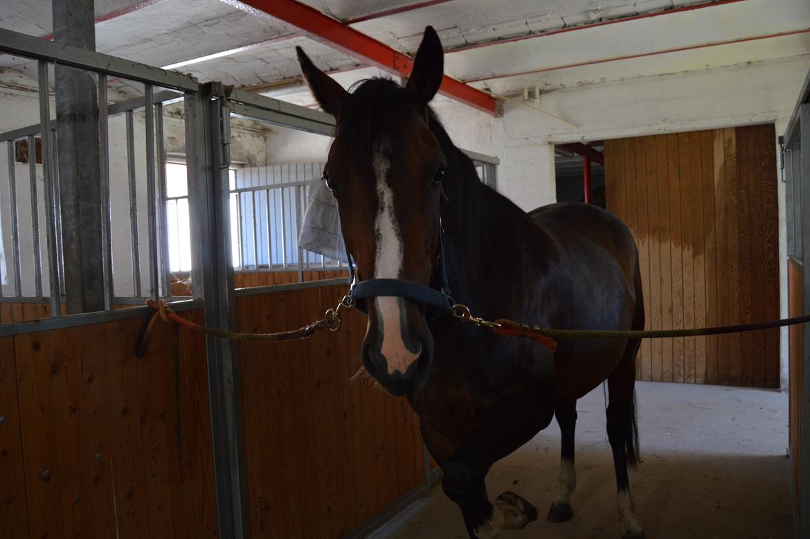 Traver Preppy Lavec billede 10