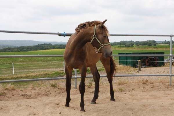 Anden særlig race Klitgaards Maximilian*R.I.P* - Den 15 Juli 2013..Så smuk han er blevet.. billede 27
