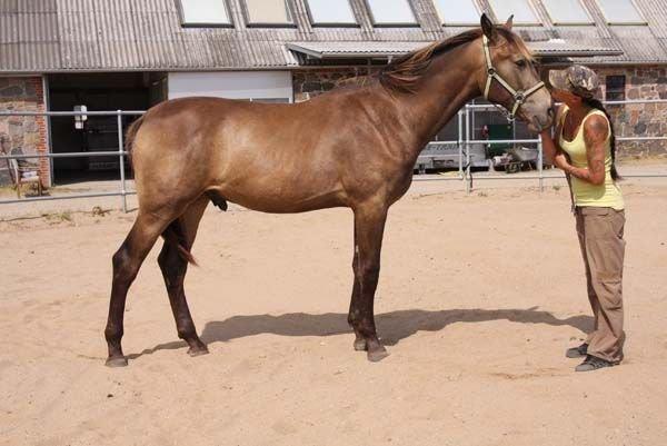 Anden særlig race Klitgaards Maximilian*R.I.P* - 15 Juli, min lille guldkaramel <3 billede 44