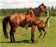 Arabisk fuldblod (OX) Chanel Cosh billede 12