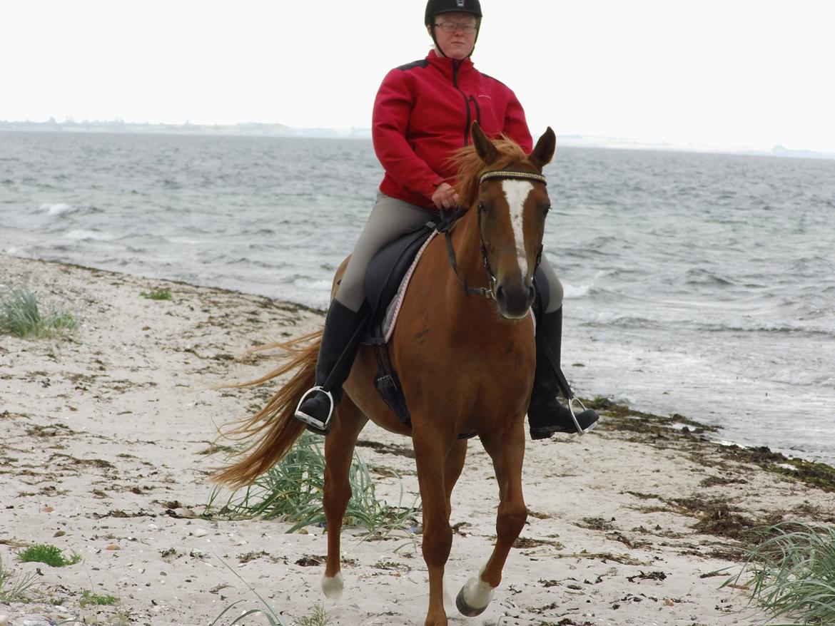 Palomino Brogaards shooting star - Første gang ved vandet d.15 juli 2013 billede 11