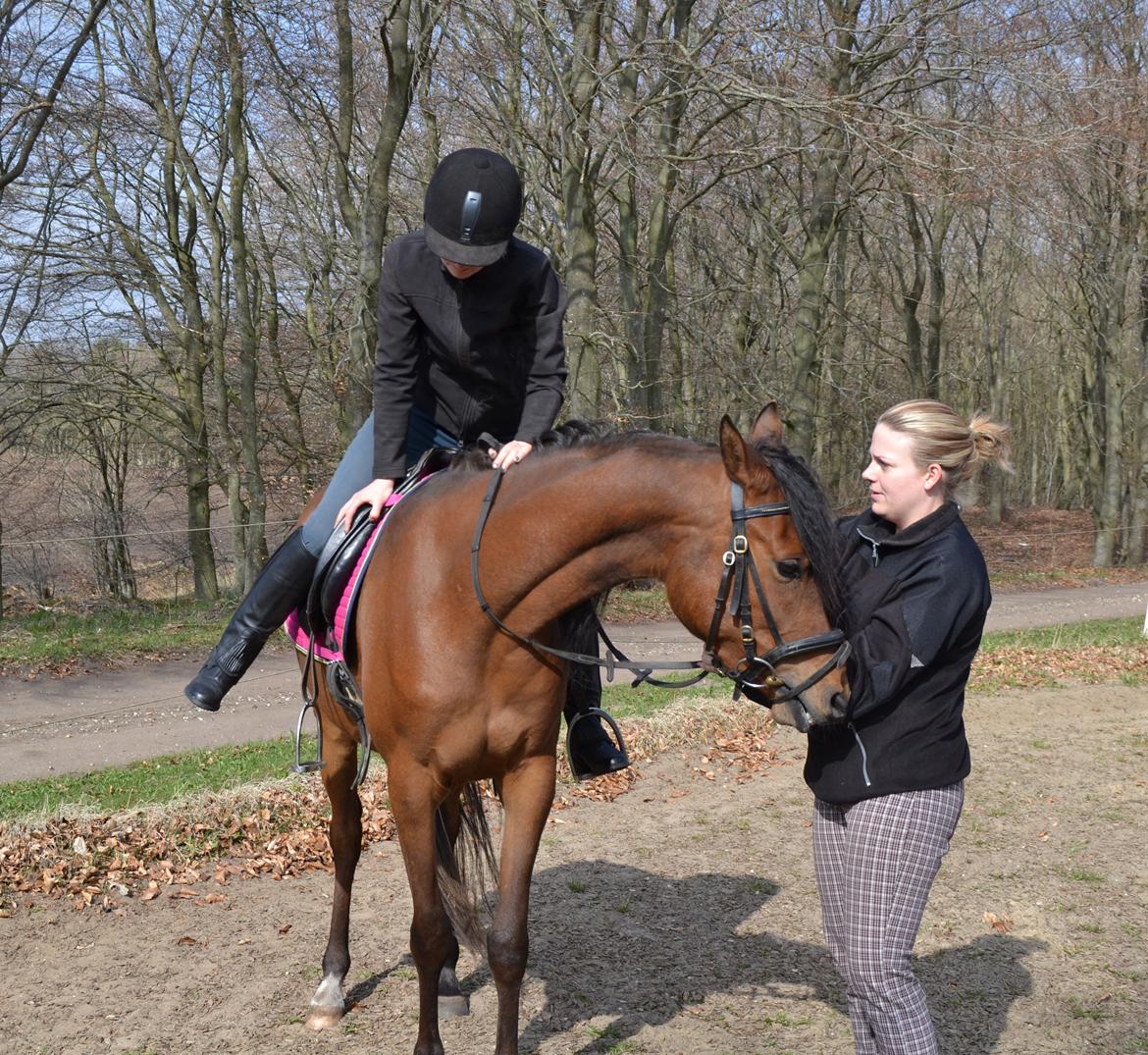 Arabisk fuldblod (OX) Chanel Cosh - Første gang jeg svinger mig i sadlen = første gang med rytter billede 23
