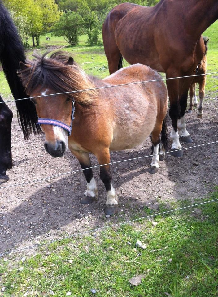 Shetlænder Vegenå S Hyhy (himmel pony ??) billede 8