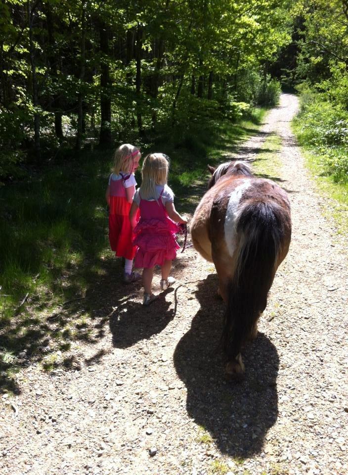 Shetlænder Vegenå S Hyhy (himmel pony ??) billede 9