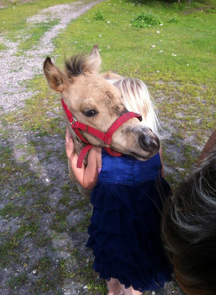 Shetlænder Vegenå S Hyhy (himmel pony ??) billede 10