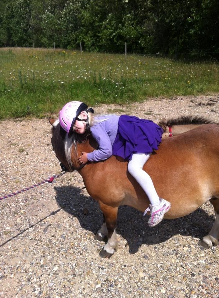 Shetlænder Vegenå S Hyhy (himmel pony ??) billede 11