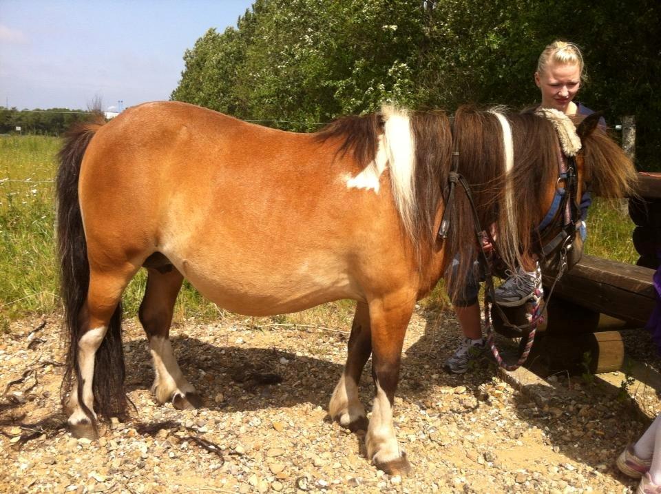 Shetlænder Vegenå S Hyhy (himmel pony ??) billede 12