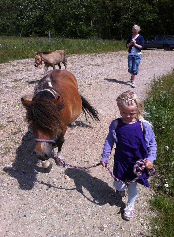 Shetlænder Vegenå S Hyhy (himmel pony ??) billede 13