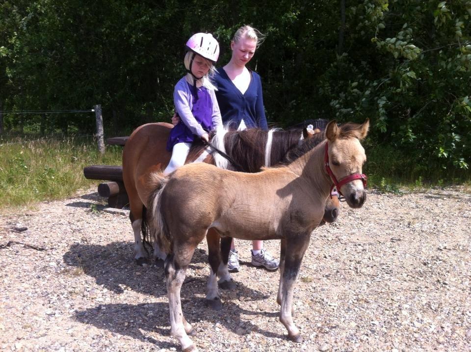 Shetlænder Vegenå S Hyhy (himmel pony ??) billede 14