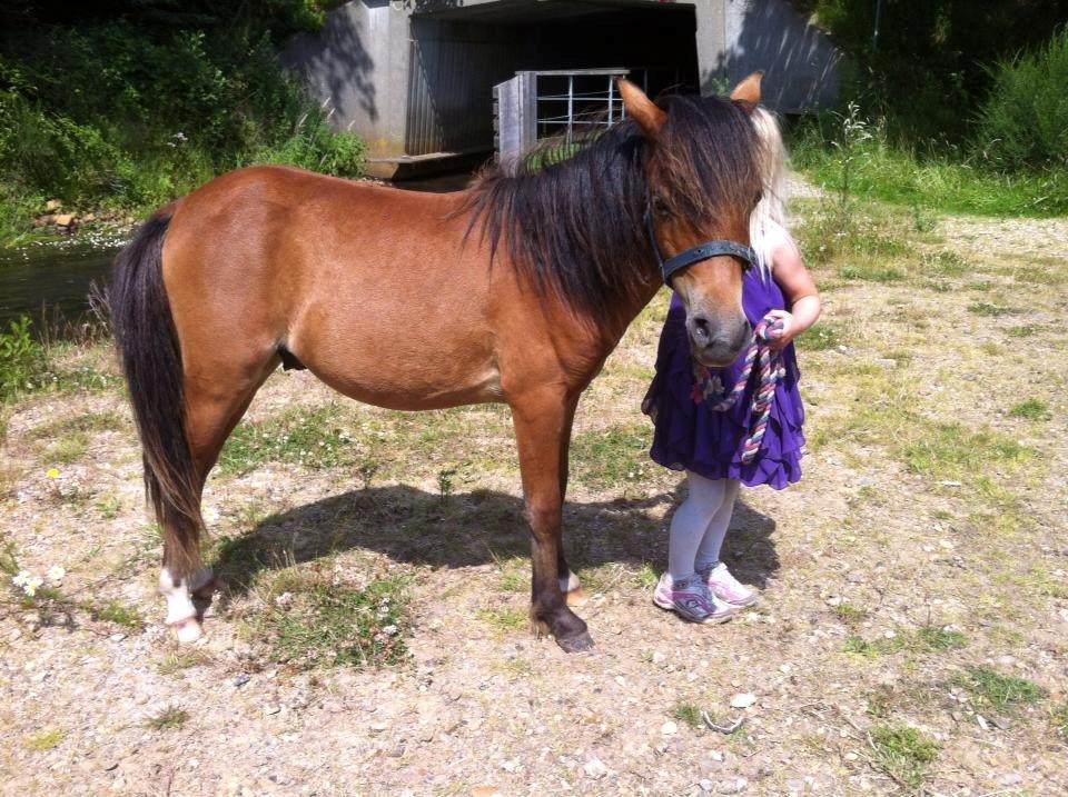 Shetlænder Vegenå S Hyhy (himmel pony ??) billede 15