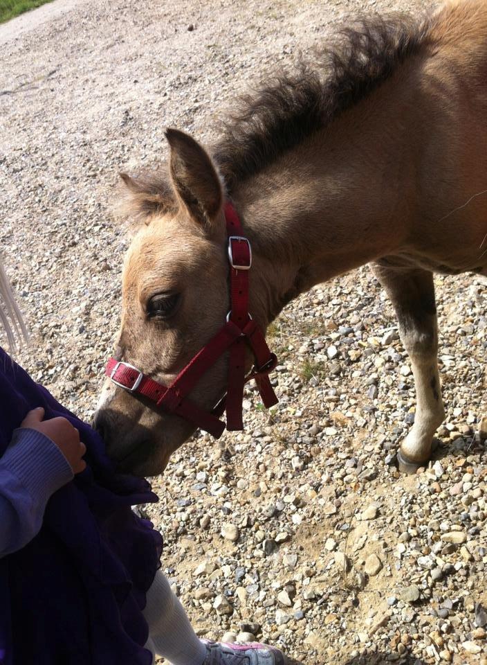 Shetlænder Vegenå S Hyhy (himmel pony ??) billede 17