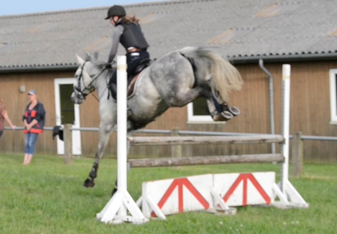 Dansk Varmblod Årup Mølles Lancóme billede 10