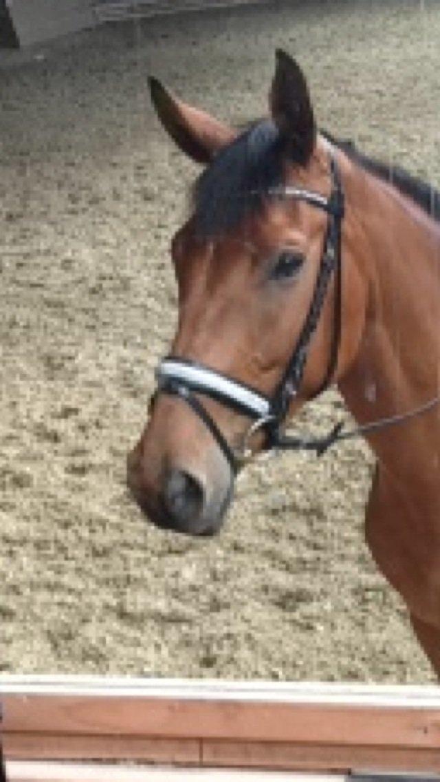 Dansk Varmblod Grusgård's Moon Light billede 13