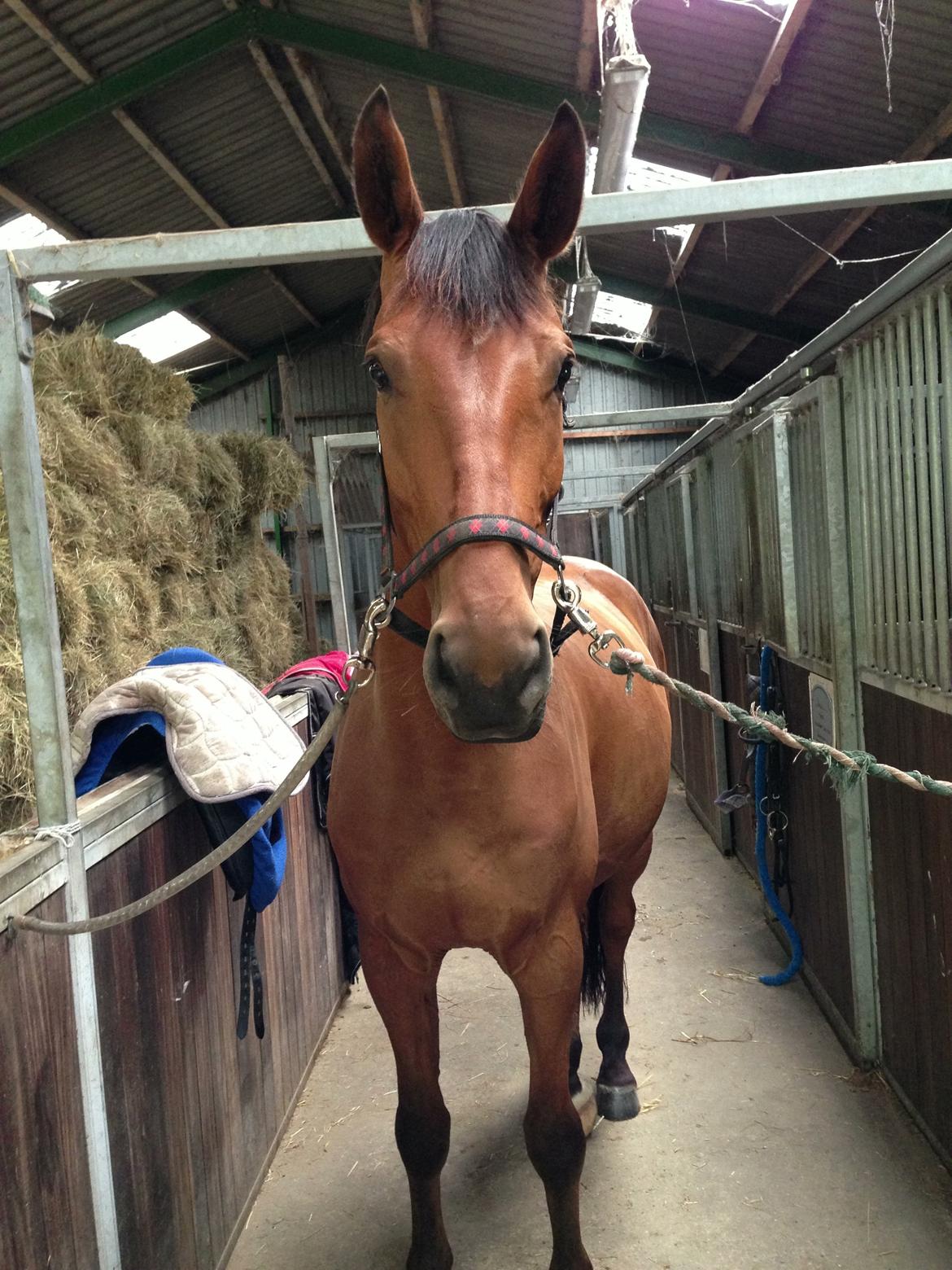 Dansk Varmblod Grusgård's Moon Light billede 15