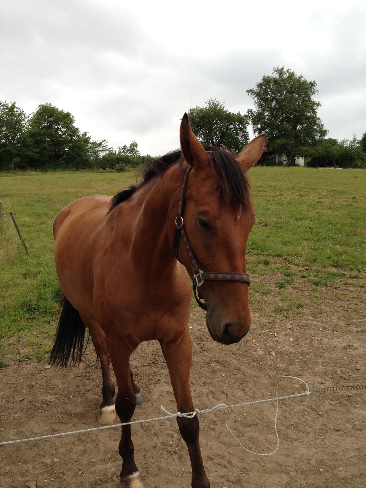 Dansk Varmblod Grusgård's Moon Light billede 14