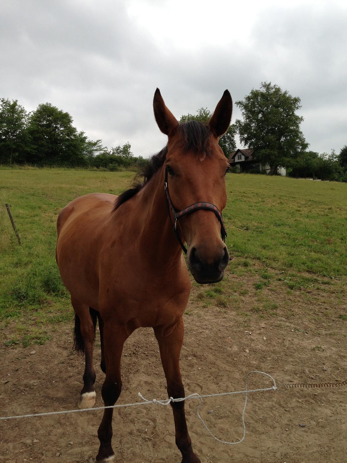 Dansk Varmblod Grusgård's Moon Light billede 16