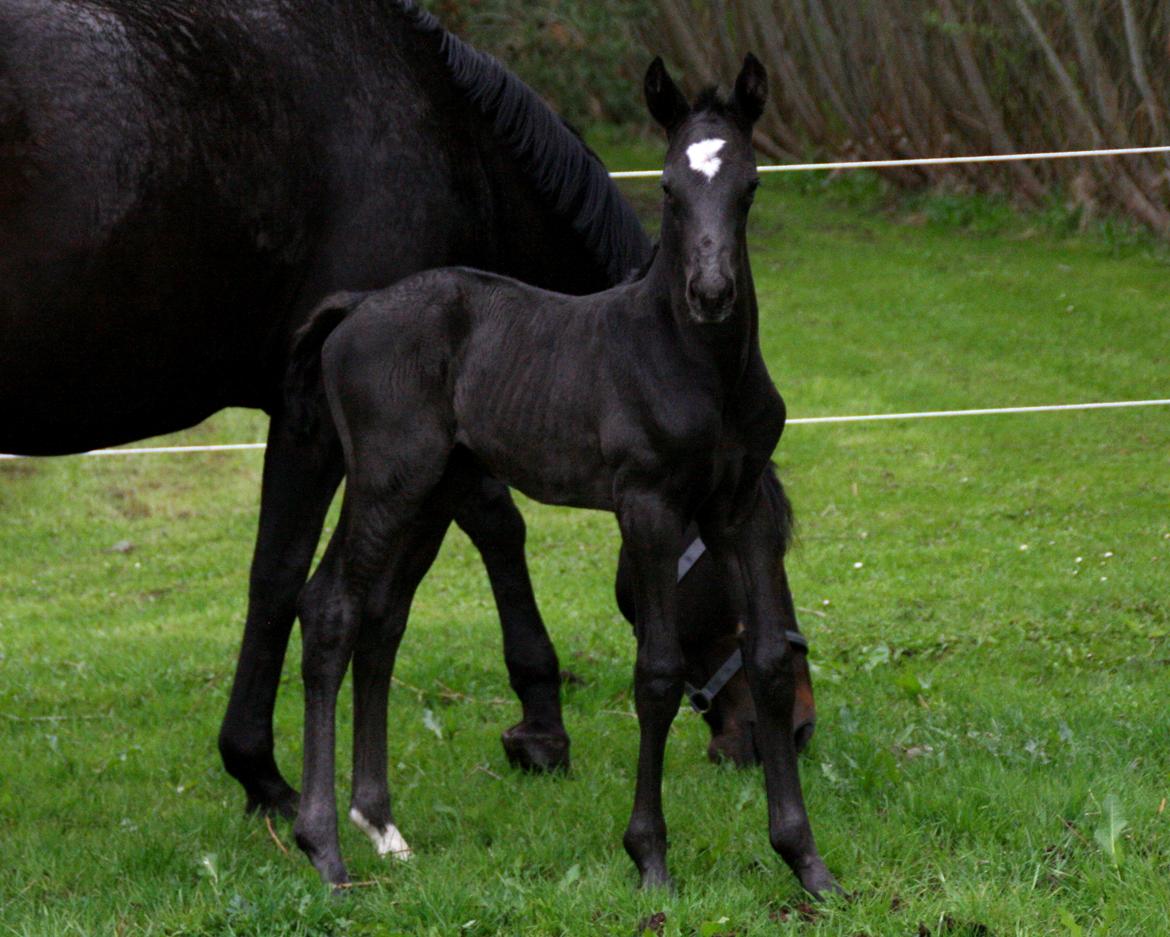 Trakehner Japix Pride K3 billede 10