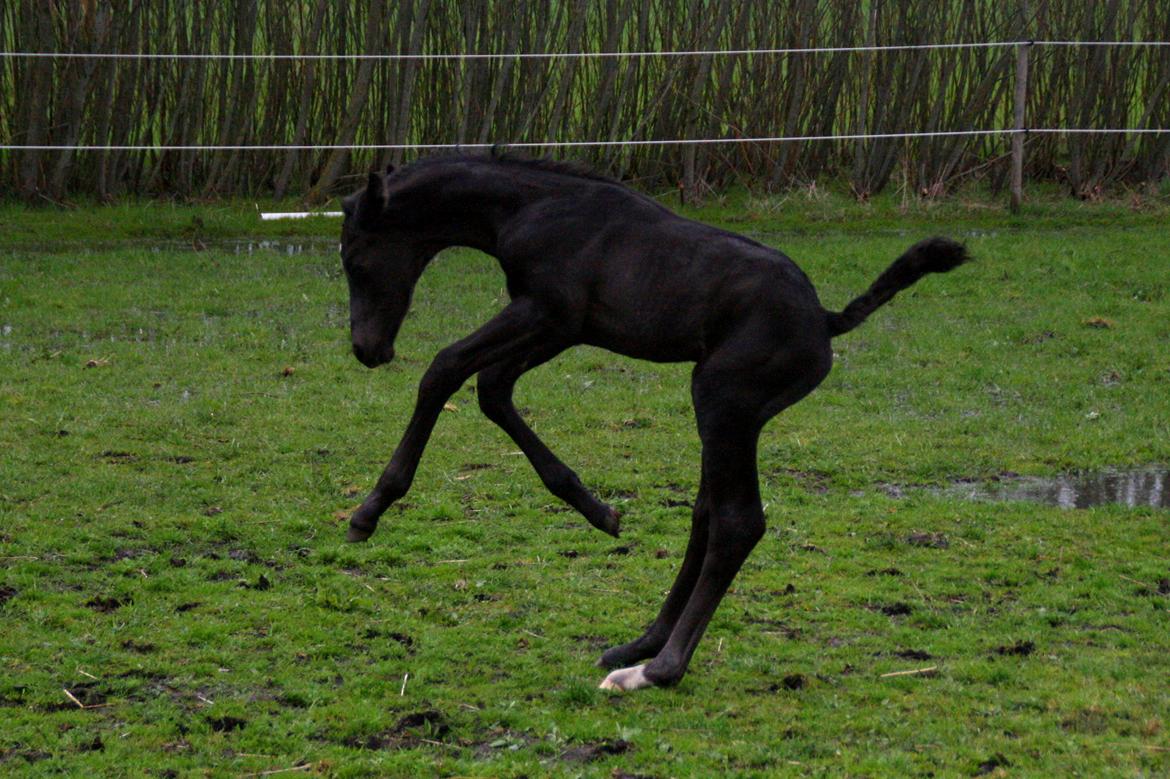 Trakehner Japix Pride K3 billede 11