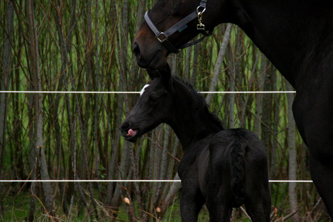 Trakehner Japix Pride K3 billede 12