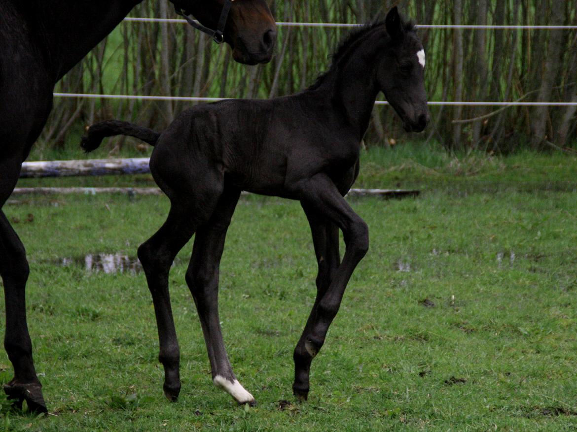 Trakehner Japix Pride K3 billede 13