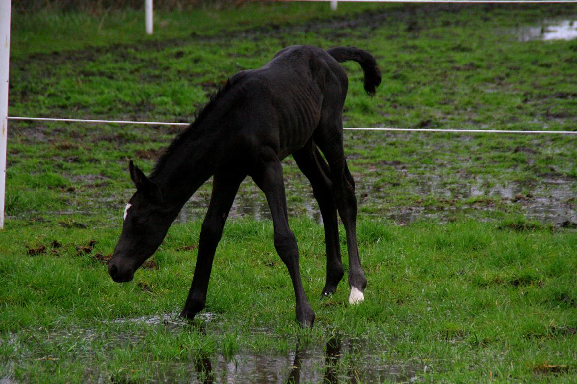 Trakehner Japix Pride K3 billede 14