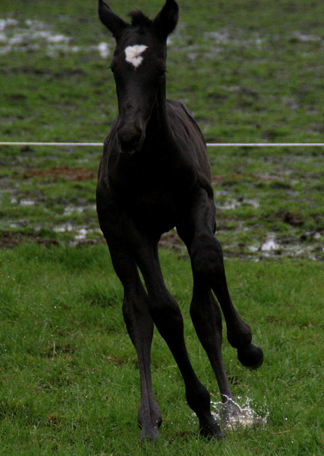 Trakehner Japix Pride K3 billede 15