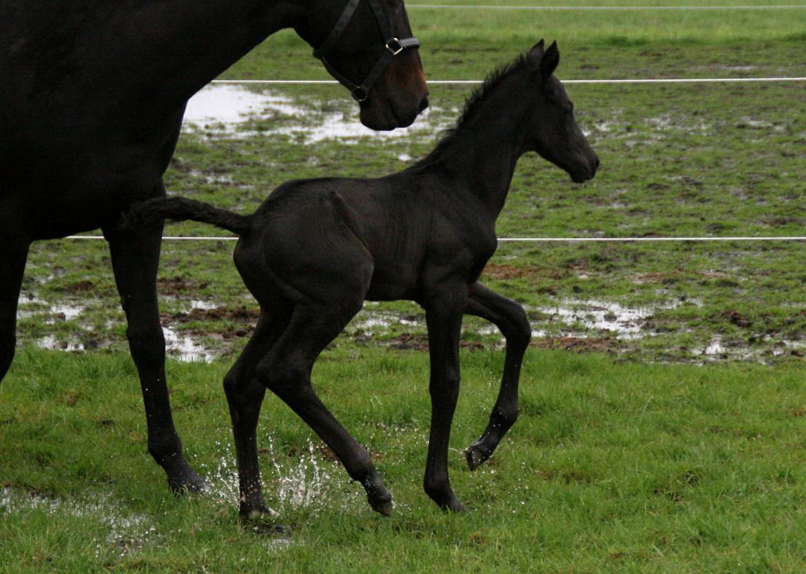 Trakehner Japix Pride K3 billede 16